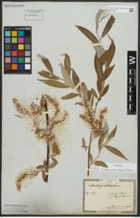 Foto von Salix alba subsp. vitellina (L.) Arcang.